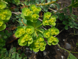 Euphorbia helioscopia-02.jpg